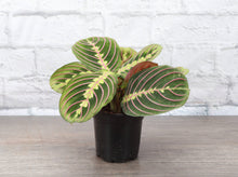Load image into Gallery viewer, Red Prayer Plant - Live Plant: 3" Pot
