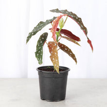 Load image into Gallery viewer, Begonia Maculata - Polka Dot Plant - 4" Live Plant
