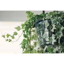 Load image into Gallery viewer, Hanging Basket Drip Pan: 10"
