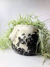 Load image into Gallery viewer, Concrete Lady Boob Pot Drain hole | Breast | Airplant Nipple: Green dark green ash and gold foil / No drain hole
