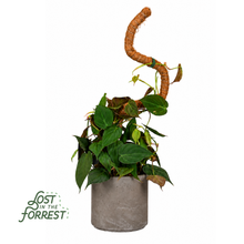 Load image into Gallery viewer, Flexible Plant Support Pole: 48"
