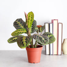 Load image into Gallery viewer, Red Prayer Plant - Live Plant: 3" Pot
