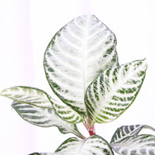 Load image into Gallery viewer, Snow White Zebra Plant - 4" Live Plant
