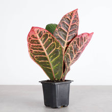 Load image into Gallery viewer, Petra Croton - Live Plant: 3" Pot
