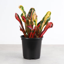 Load image into Gallery viewer, Mammy Croton - Live Plant: 3" Pot
