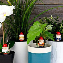Load image into Gallery viewer, Naughty Gnomes Planters
