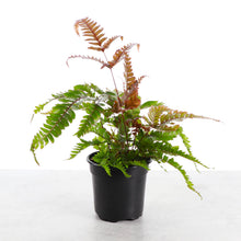 Load image into Gallery viewer, Tricolor Pteris Fern - Painted Brake Fern - 4" Live Plant
