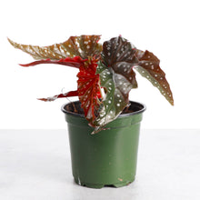 Load image into Gallery viewer, Begonia Maculata - Polka Dot Plant - 4" Live Plant
