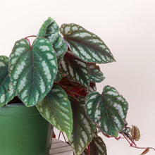 Load image into Gallery viewer, Cissus Discolor - Rex Begonia Vine - Live Plant: 4" Pot
