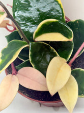 Load image into Gallery viewer, Hoya Carnosa 'Krimson Queen': 4" Pot
