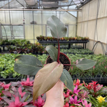 Load image into Gallery viewer, Pink Princess Philodendron - Medium Variegation - 4" Plant
