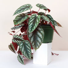 Load image into Gallery viewer, Cissus Discolor - Rex Begonia Vine - Live Plant: 4" Pot
