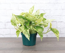 Load image into Gallery viewer, Marble Queen Pothos Plant - Live Plant: 3" Pot
