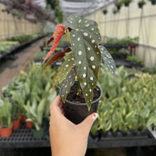 Load image into Gallery viewer, Begonia Maculata - Polka Dot Plant - 4" Live Plant
