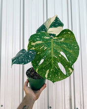 Load image into Gallery viewer, 6" Monstera 'Thai Constellation'
