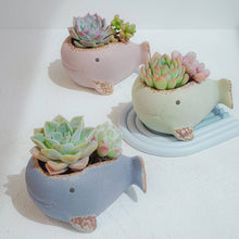 Load image into Gallery viewer, Whale Family - 3 color
