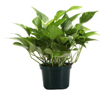 Load image into Gallery viewer, Golden Pothos Plant - Live Plant: 3" Pot
