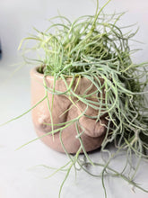 Load image into Gallery viewer, Concrete Lady Boob Pot Drain hole | Breast | Airplant Nipple: Black and pink crackle / No drain hole
