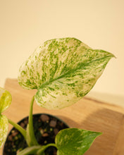 Load image into Gallery viewer, 4" Monstera 'Mint'
