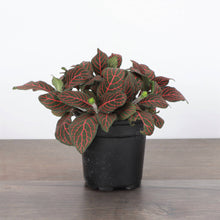 Load image into Gallery viewer, Red Fittonia Nerve Plant - Live Plant: 3" Pot
