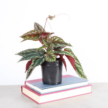 Load image into Gallery viewer, Cissus Discolor - Rex Begonia Vine - Live Plant: 4" Pot
