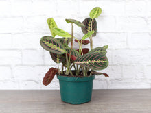 Load image into Gallery viewer, Red Prayer Plant - Live Plant: 3" Pot
