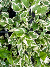 Load image into Gallery viewer, Pearls and Jade Pothos - Live Plant: 3" Pot
